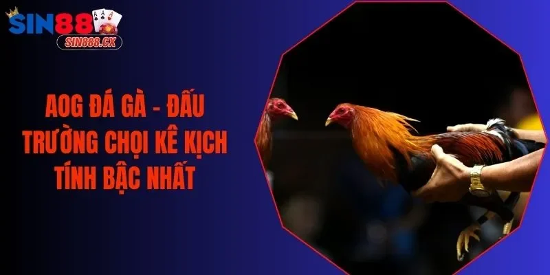 AOG Đá Gà - Đấu Trường Chọi Kê Kịch Tính Bậc Nhất