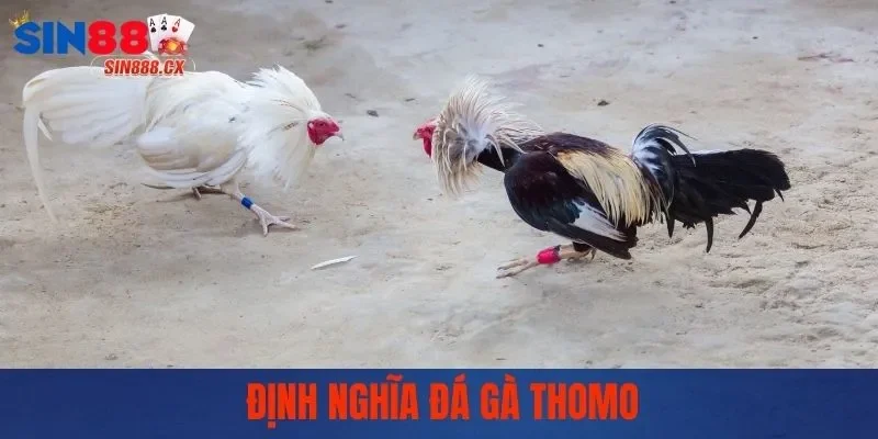 Đá Gà Thomo - Trường Gà Đẳng Cấp, Trận Đấu Mãn Nhãn 1 Định nghĩa đá gà Thomo