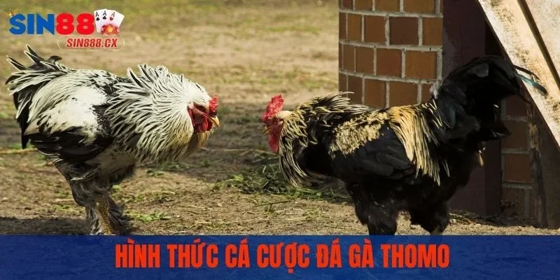Đá Gà Thomo - Trường Gà Đẳng Cấp, Trận Đấu Mãn Nhãn 3 Hình thức cá cược đá gà Thomo được tham gia nhiều