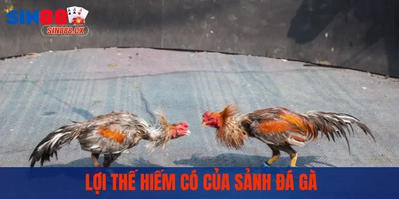 Lợi thế hiếm có của sảnh đá gà