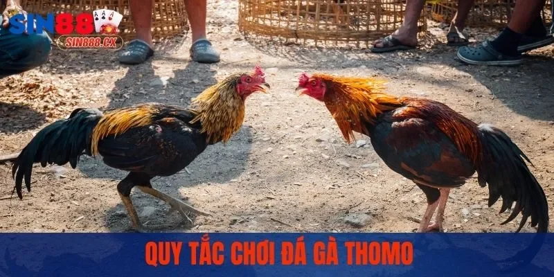 Đá Gà Thomo - Trường Gà Đẳng Cấp, Trận Đấu Mãn Nhãn 2 Quy tắc chơi đá gà Thomo