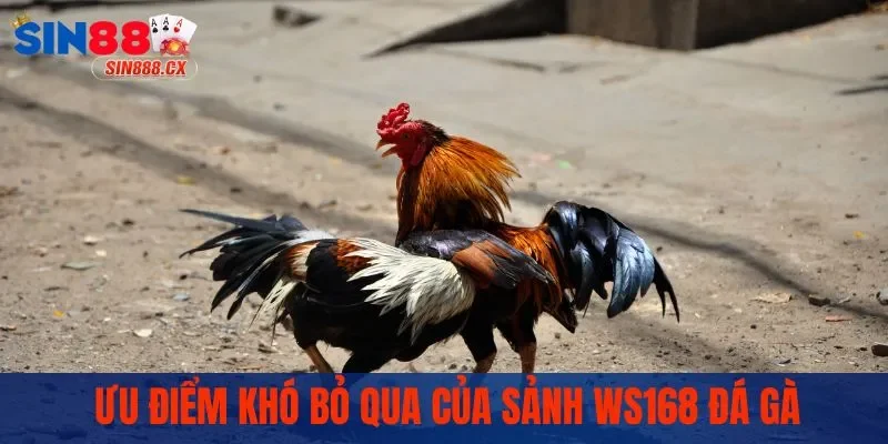 WS168 Đá Gà | Chọi Kê Sôi Động, Trải Nghiệm Bùng Nổ 2 Ưu điểm khó bỏ qua của sảnh WS168 đá gà